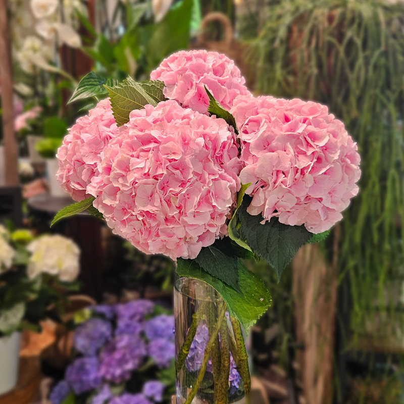 Tête d'Hortensia rose Tête d'Hortensia rose