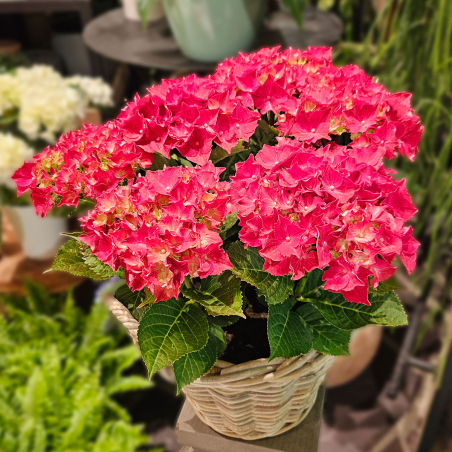 Hortensia d'extérieur fuchsia