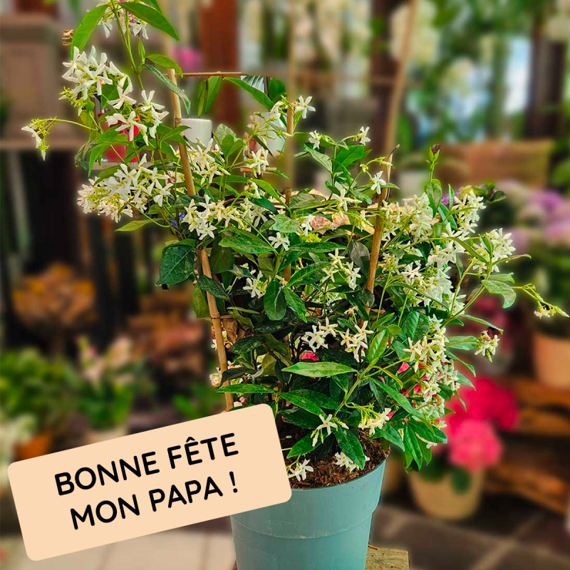 Abonnement Plantes fleuries Abonnement Plantes fleuries