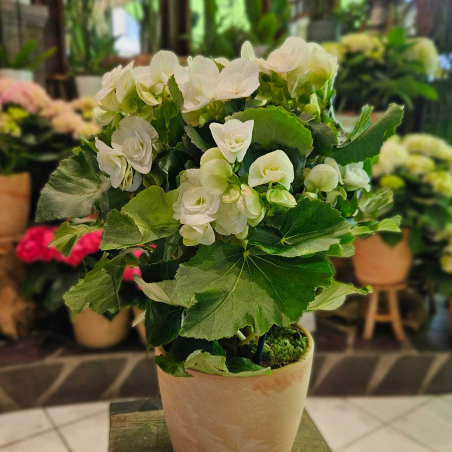 Abonnement Plantes fleuries