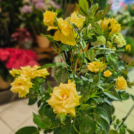 Abonnement Plantes fleuries