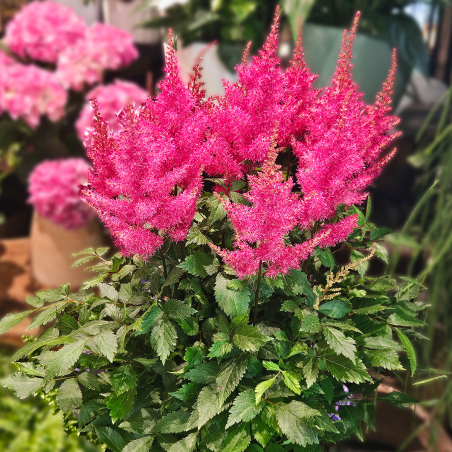 Astilbe