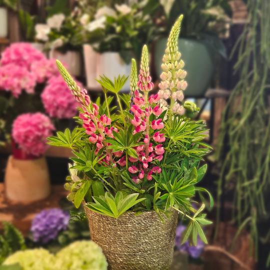 Lupin petite taille