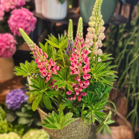Lupin petite taille