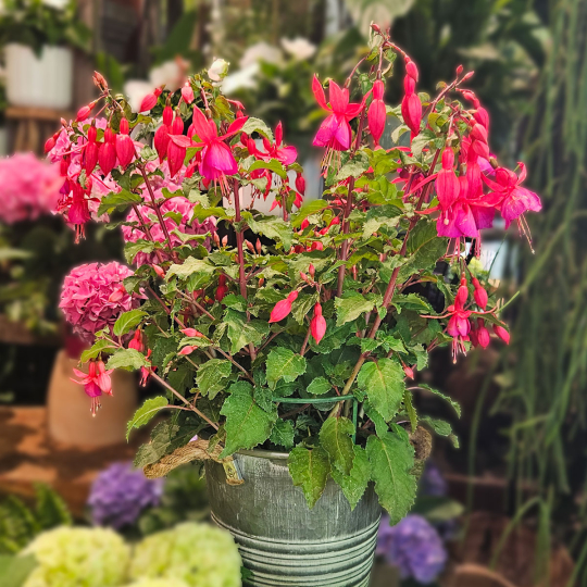 Fuchsia rose