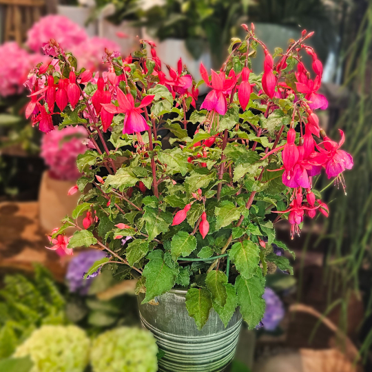 Fuchsia rose