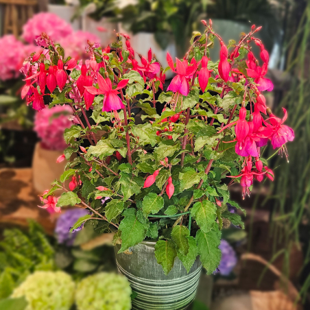 Fuchsia rose