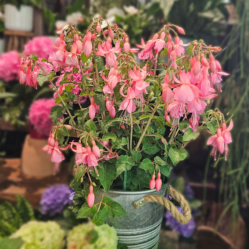 Fuchsia rose pâle Fuchsia rose pâle