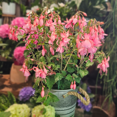 Fuchsia rose pâle