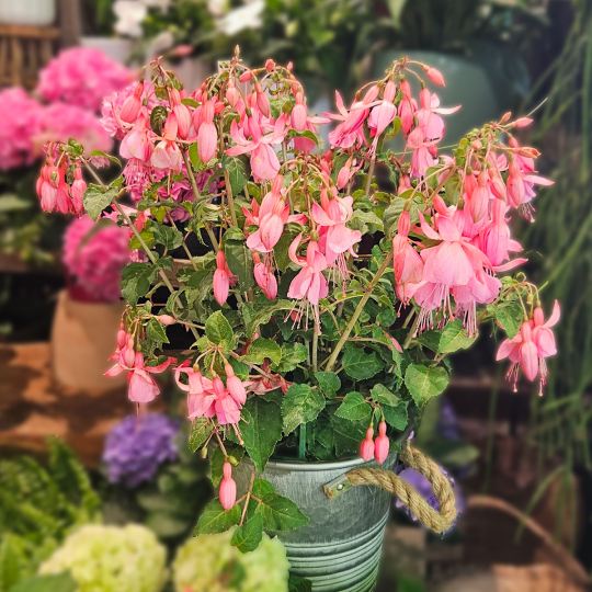 Fuchsia rose pâle