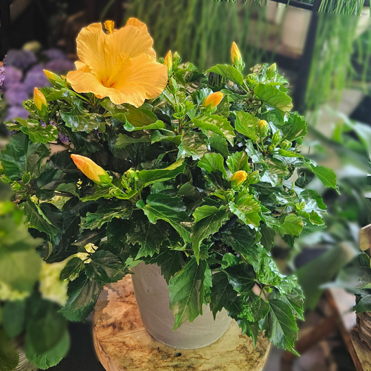 Hibiscus orange