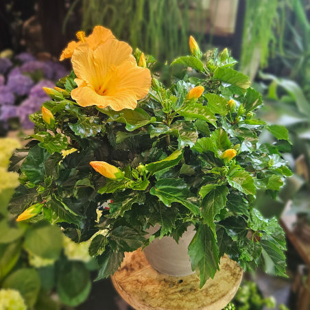 Hibiscus orange