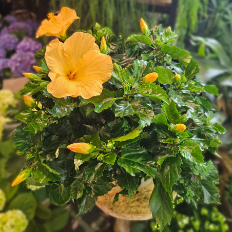 Hibiscus orange