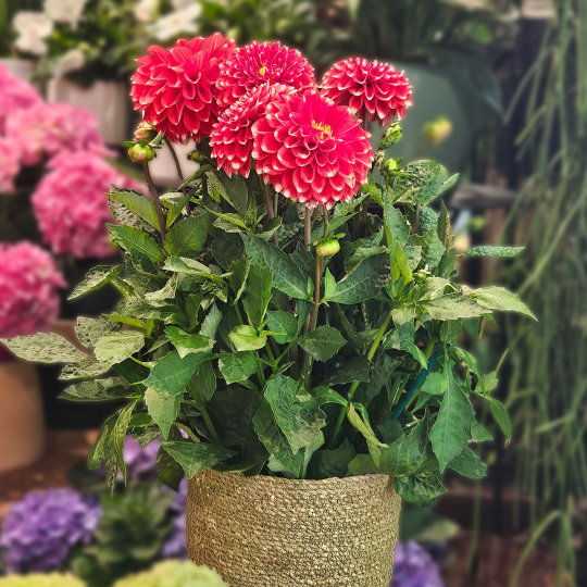 Dahlia rouge