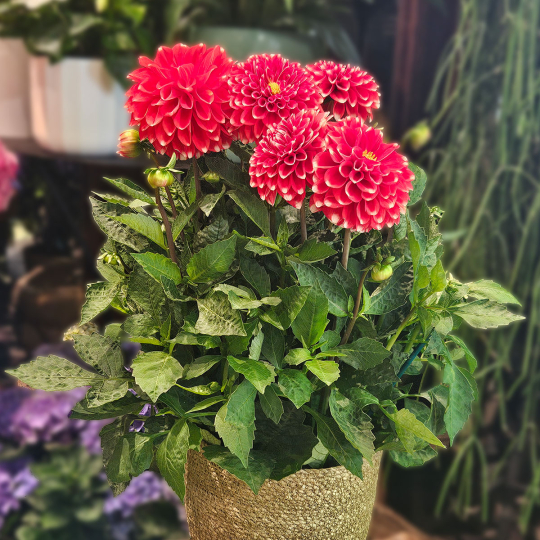 Dahlia rouge