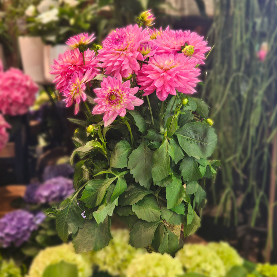 Dahlia rose