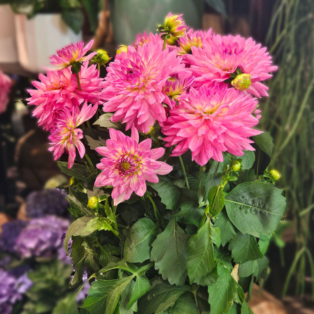 Dahlia rose