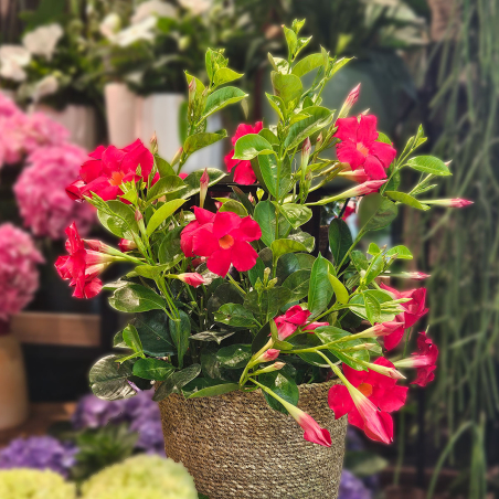 Dipladénia rouge