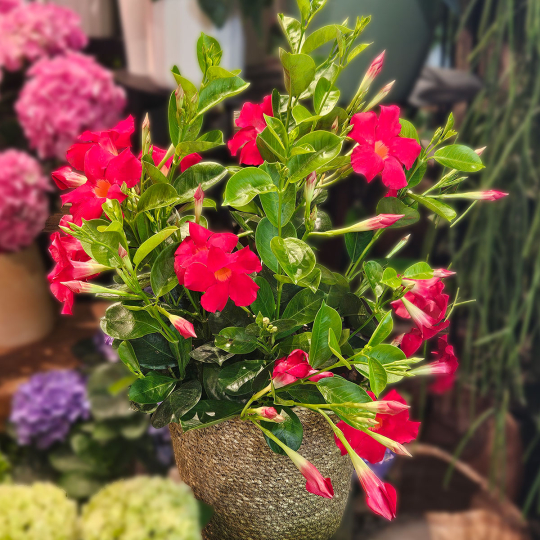 Dipladénia rouge