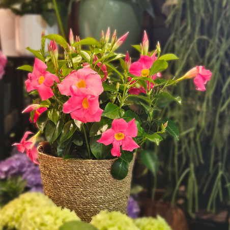 Dipladénia rose