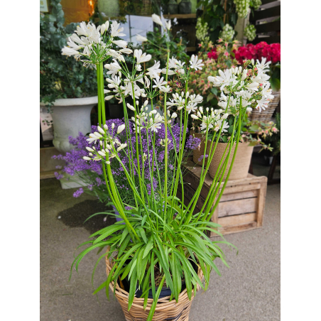 Agapanthe