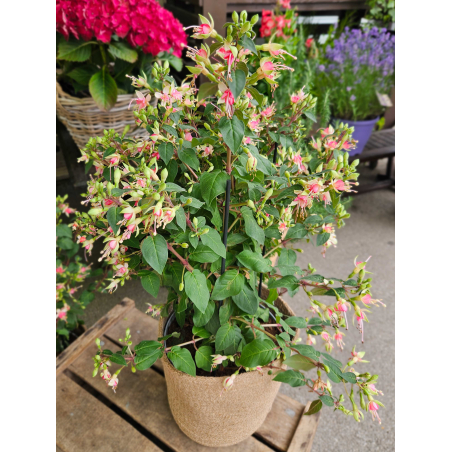 Fuchsia