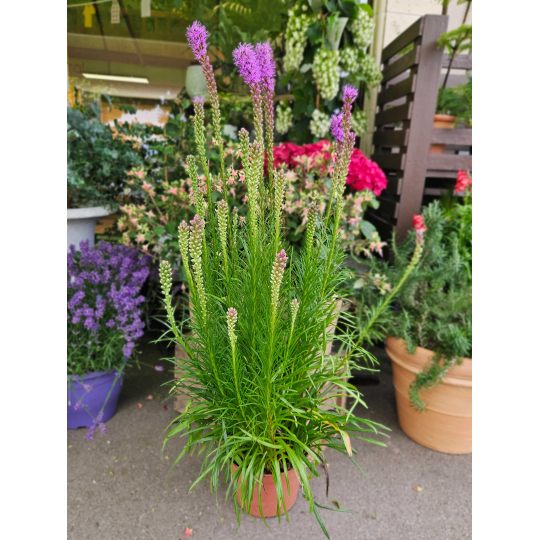 Liatris