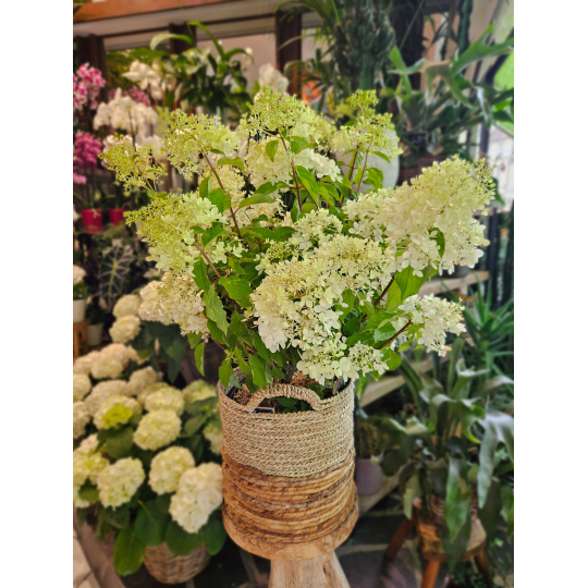 Hortensia paniculé