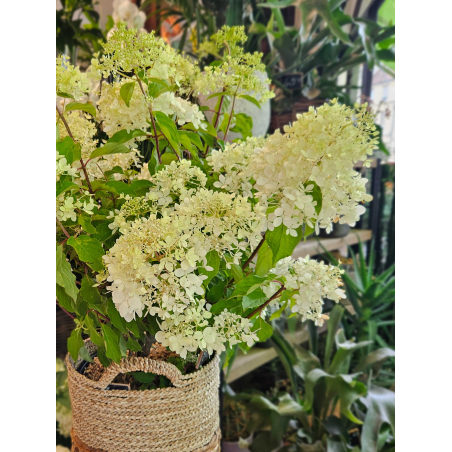Hortensia paniculé