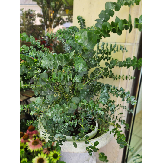 Eucalyptus