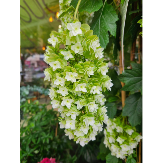 Hortensia Quercifolia