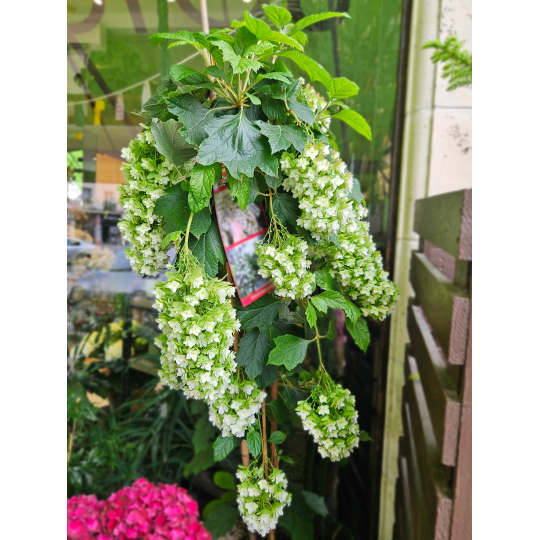 Hortensia Quercifolia