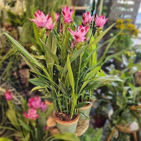 Curcuma