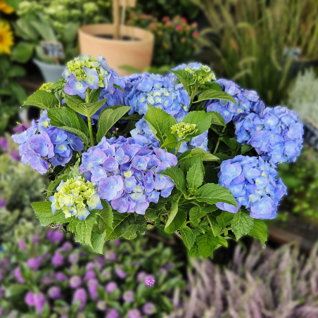 Hortensia bleu