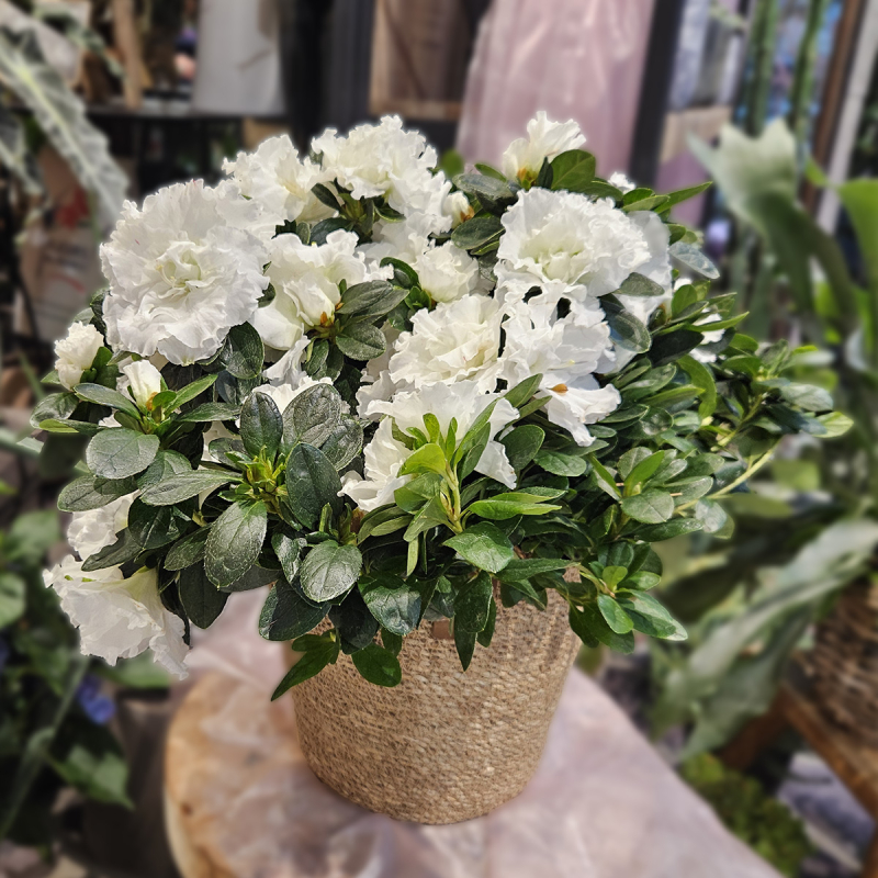Azalée blanc Azalée blanc
