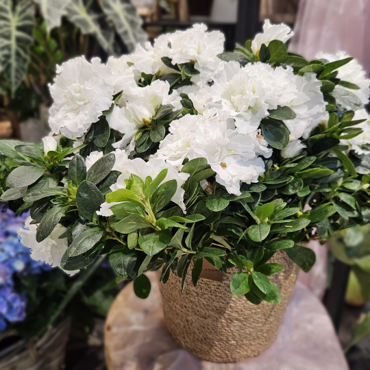 Azalée blanc