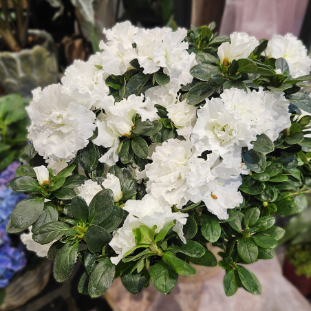 Azalée blanc