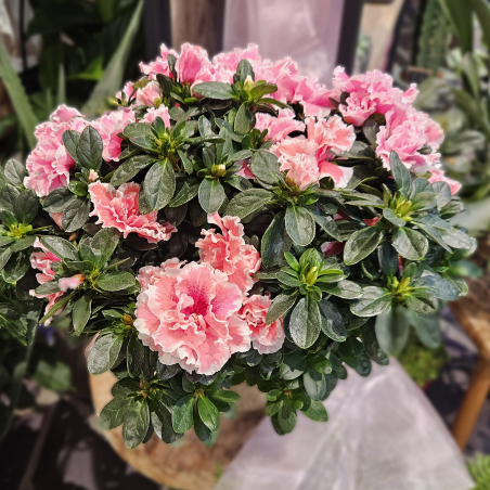 Azalée rose