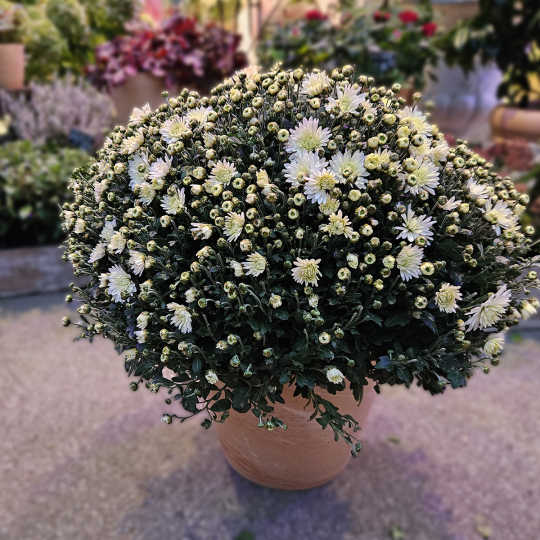Chrysanthème blanc