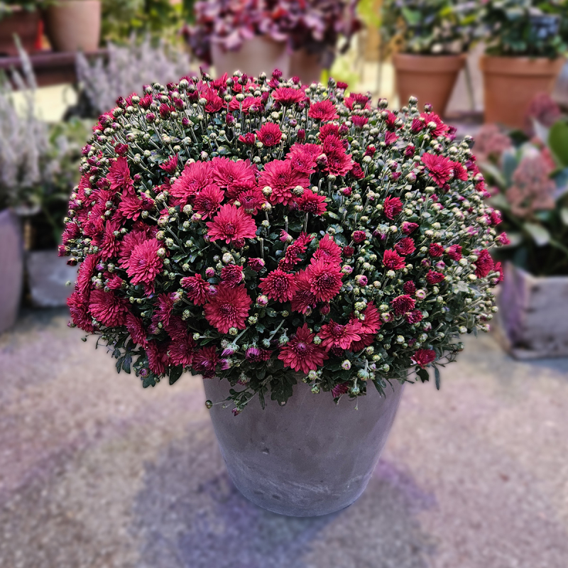 Chrysanthème pourpre Chrysanthème pourpre