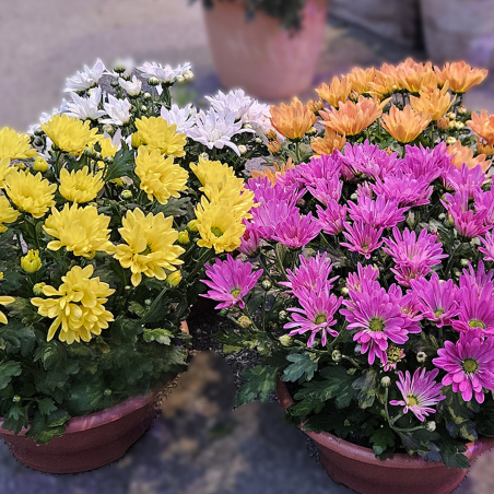 Coupe de Chrysanthème jaune