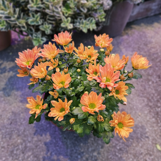 Coupe de Chrysanthème orange