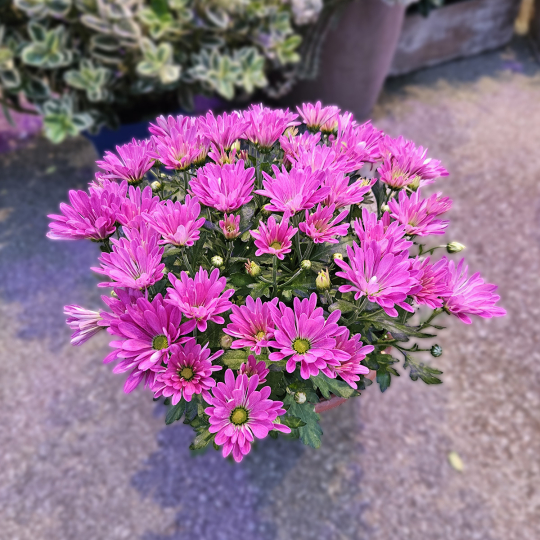 Coupe de Chrysanthème rose