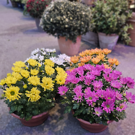 Coupe de Chrysanthème blanc