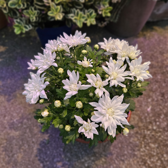 Coupe de Chrysanthème blanc