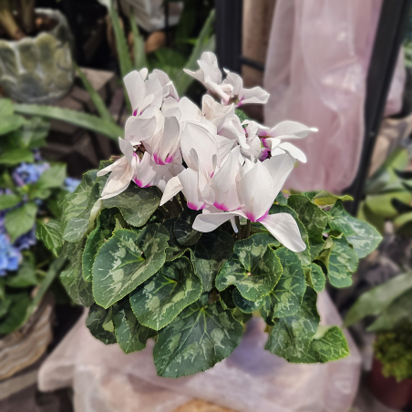 Gros Cyclamen blanc
