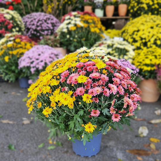 Chrysanthème Arlequin