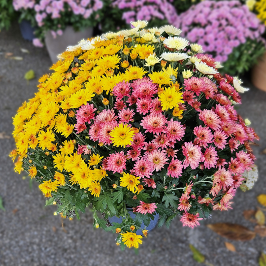 Chrysanthème Arlequin