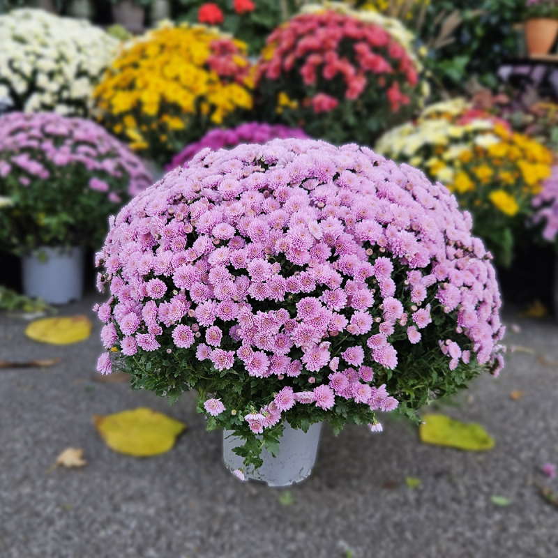 Chrysanthème rose pâle Chrysanthème rose pâle