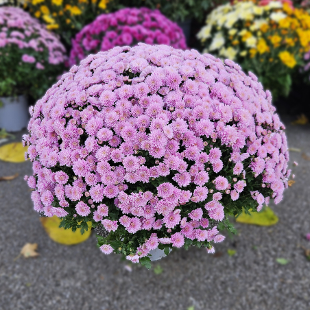 Chrysanthème rose pâle